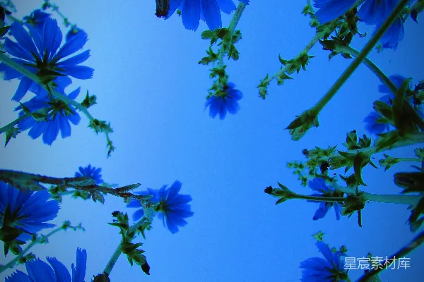高清摄影 一组蓝色的花朵