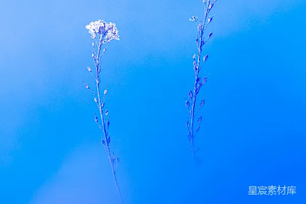 高清摄影 白色花朵在绿色背景中