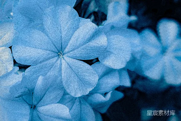 高清摄影 一束蓝白相间的花插在花瓶里