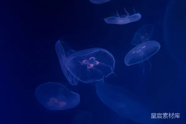 高清摄影 水母壁纸