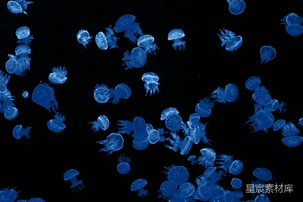 高清摄影 一群水母漂浮在水中