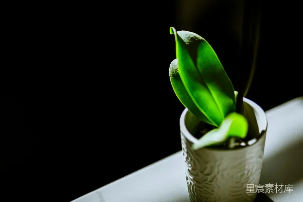 绿色植物放在白色陶瓷花盆中