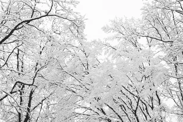 黑白照片中的树木覆盖着白雪