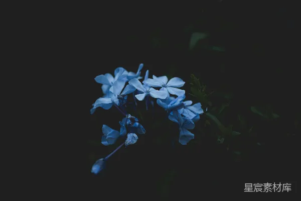 高清摄影 黑色背景中的白色花朵
