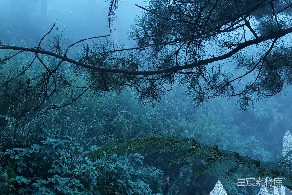 高清摄影 一棵被雪覆盖的树