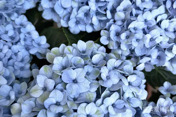 高清摄影 倾斜移轴镜头中的白色花朵