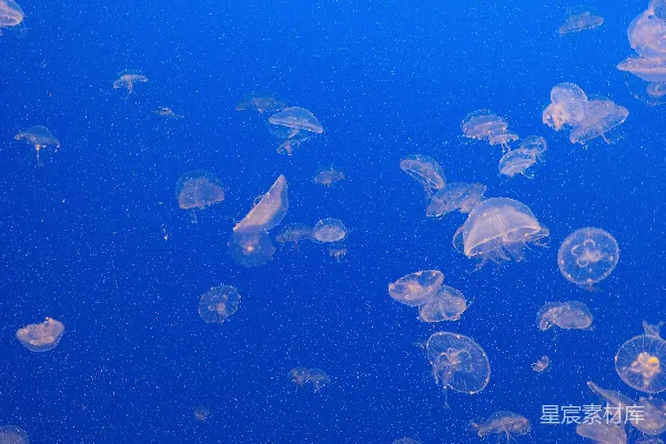 高清摄影 一群水母在海洋中游动