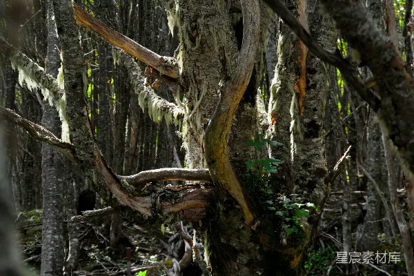 森林中长满苔藓的树木