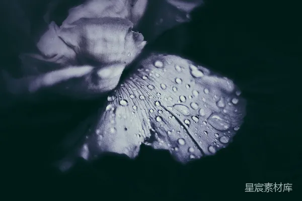 一朵带着水珠的白色花朵