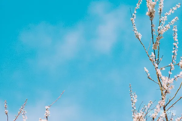 高清摄影 选择性聚焦摄影中的白花