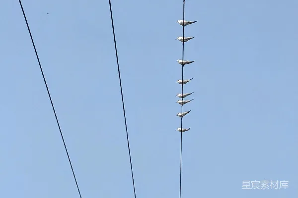 一根电杆上面挂着许多电线
