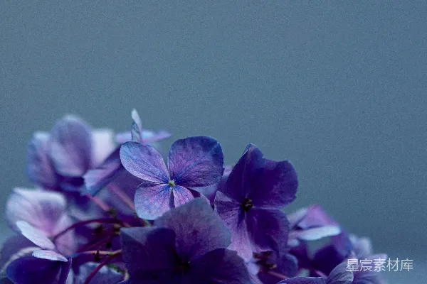 高清摄影 一桌紫色的花。