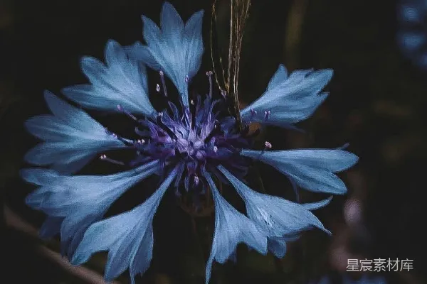 高清摄影 一朵花的特写。