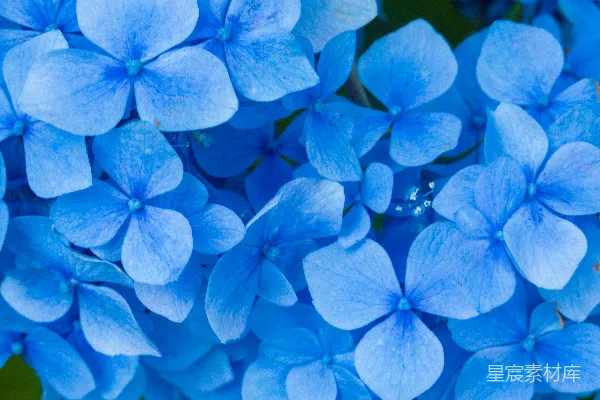 高清摄影 一簇蓝色的花
