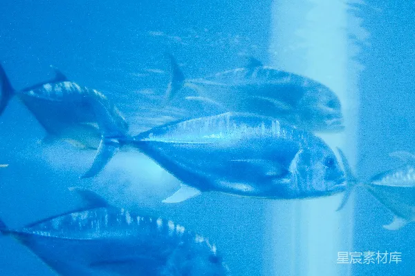 高清摄影 鱼群在水中