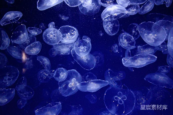 高清摄影 一群水母漂浮在水中