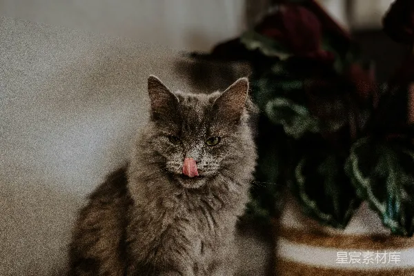 一只灰色的猫坐在一盆植物旁边