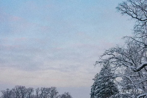 背景中有树木的雪覆盖田野