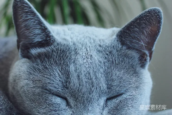 高清摄影 俄罗斯蓝猫正躺在灰色布料上。