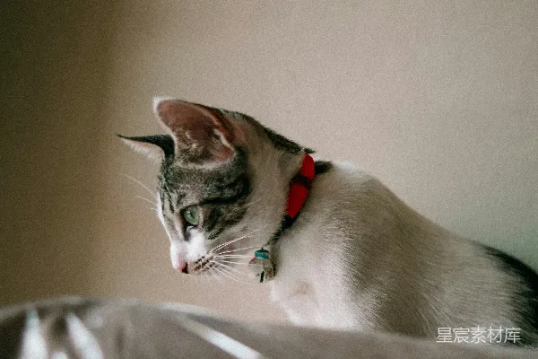 一只猫躺在沙发上