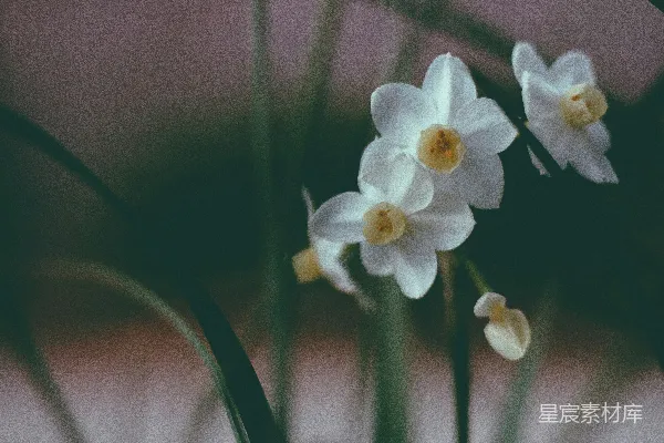 精选的白色花瓣花卉照片