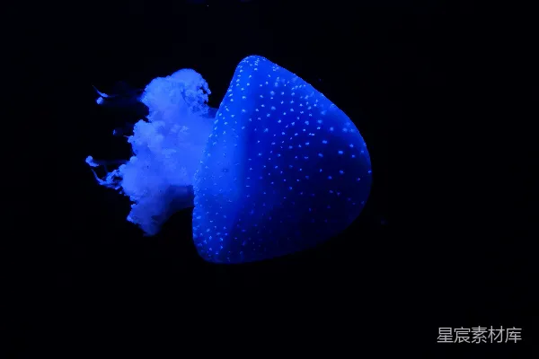 高清摄影 两只蓝水母