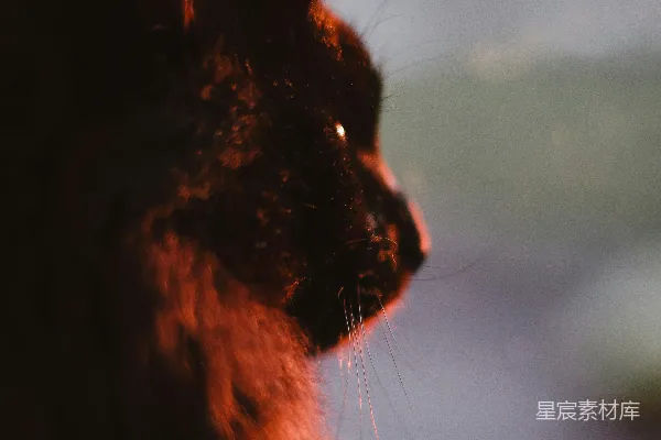 黑猫蓝眼