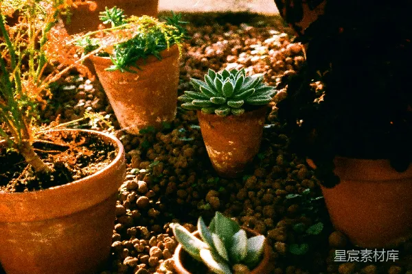 盆栽仙人掌和温室里的植物。