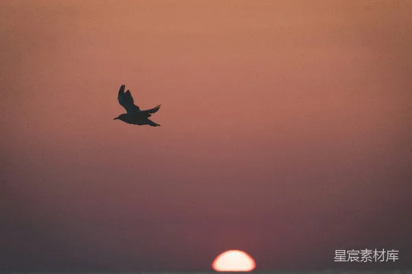 夕阳下，一只鸟飞过海洋