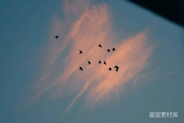 高清摄影 一群鸟儿在阴云密布的天空中飞翔