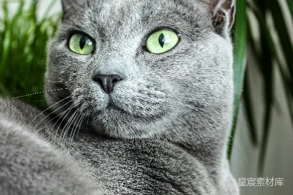 高清摄影 俄罗斯蓝猫的特写摄影