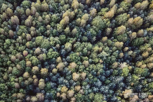 绿树的 aerial 照片