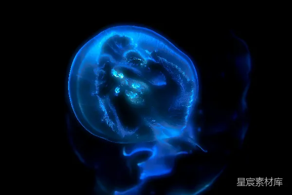 高清摄影 蓝色的水母