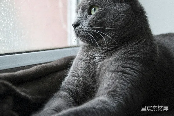 高清摄影 俄罗斯蓝猫躺在棕色布料上。