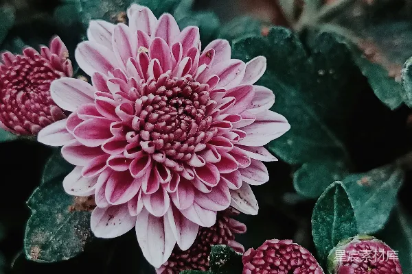 一朵粉色雏菊的特写镜头，花朵中含着花蕾。