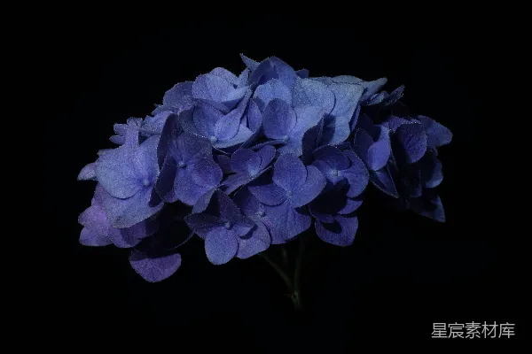 高清摄影 黑色背景中的蓝色花朵