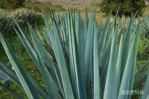 高清摄影 一片田野里的一株大型蓝色植物，背景是山脉。