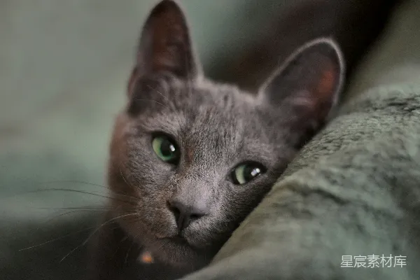 高清摄影 一只俄罗斯蓝猫躺在灰色纺织物上。