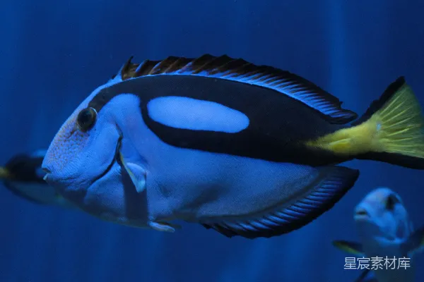 高清摄影 一只蓝色和黑色相间的鱼在水族箱里。