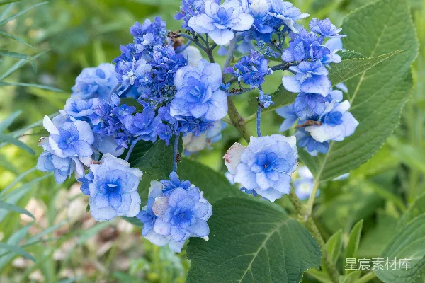 高清摄影 田野里一朵蓝色的花的特写