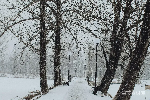 白天白雪覆盖下的树木之间的道路