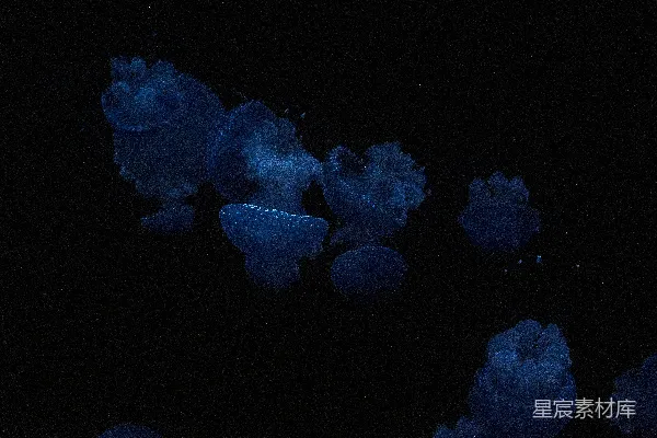 高清摄影 水母学校