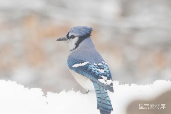 高清摄影 一只蓝头鹊栖息在雪地里的树枝上