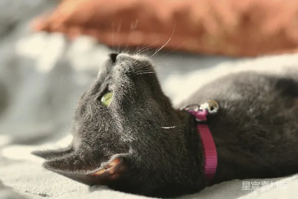 高清摄影 戴粉红色项圈的黑猫