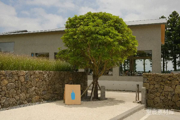 高清摄影 一幢建筑前有一棵树