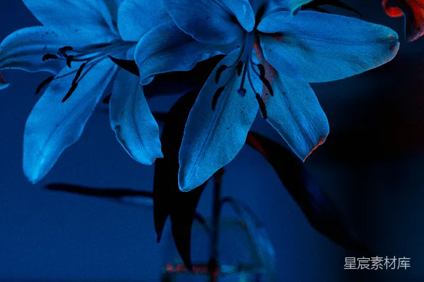 高清摄影 桌子上一个玻璃花瓶中的蓝色花朵