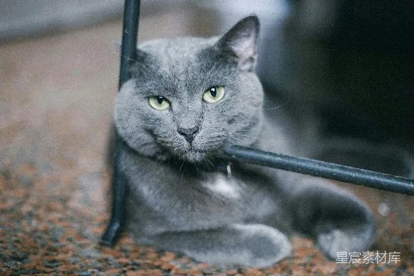 高清摄影 一只灰色的猫躺在地上，门旁边。