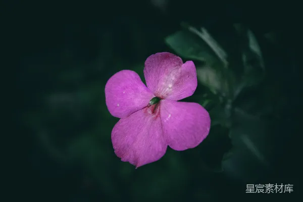 一朵单瓣粉红花朵上缀满水珠。