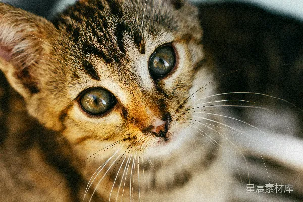 一只小猫坐在桌子上。