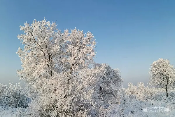 高清摄影 在前景中有树木和灌木丛的雪景。